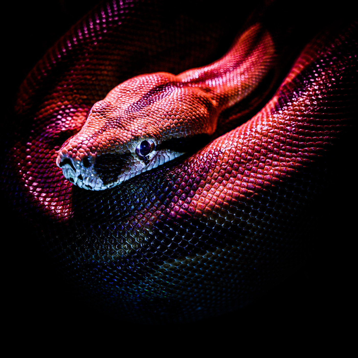 WILD - PODCAST ANIMALIER #0 - TEASER PRESENTATION EMISSION