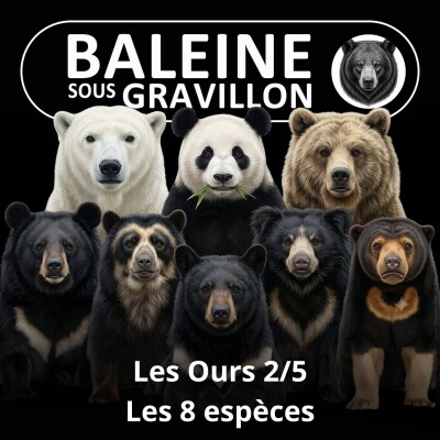 S05E23 Les Ours 2/5 : L'album de famille des 8 espèces (Rémy Marion) cover
