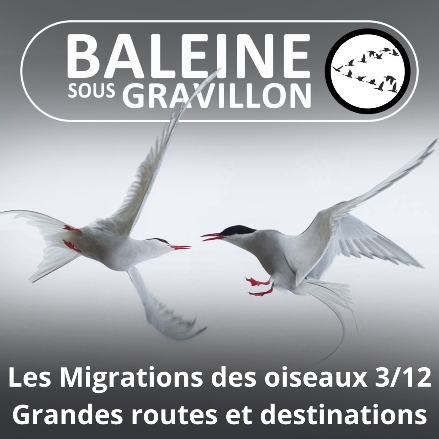 S04E19 Les Migrations des Oiseaux 3/12 : Les grands couloirs et les quartiers d'hivernage episode artwork