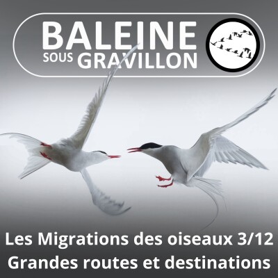 S04E19 Les Migrations des Oiseaux 3/12 : Les grands couloirs et les quartiers d'hivernage cover