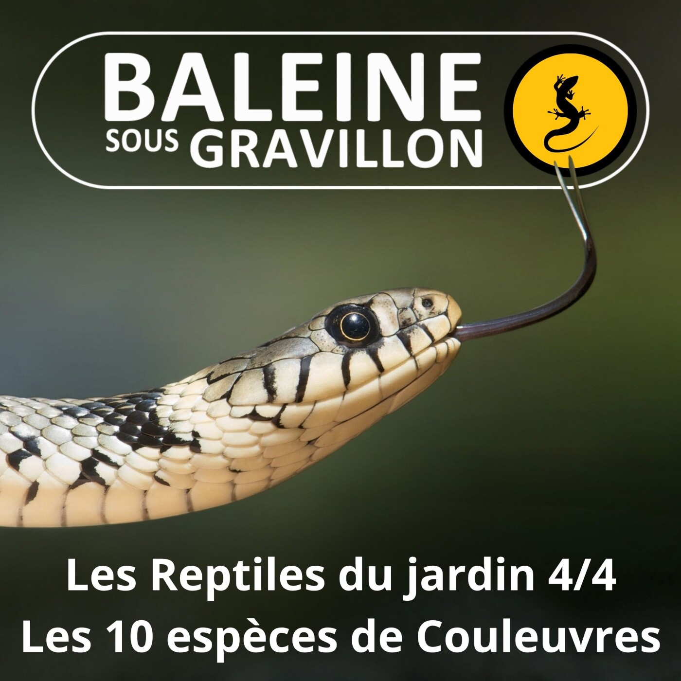 BEST OF D'ÉTÉ #08 Les Reptiles du jardin 4/4  : Les 10 espèces de Couleuvres episode artwork