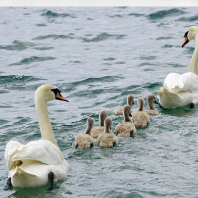 Être maman d'une famille nombreuse cover