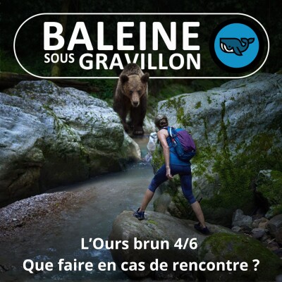 S07E156 L'Ours brun 4/6 : Les bons gestes en cas de rencontre (Rémi Dupouy) cover