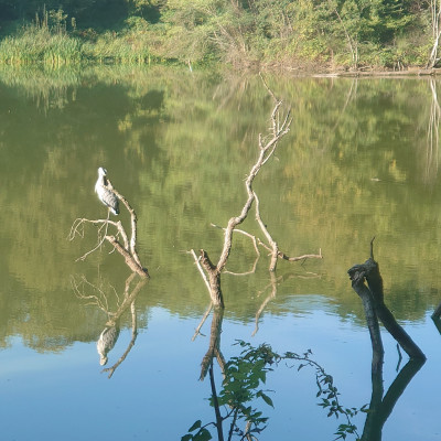 Bel Automne.. Oxygène et sens en effervescence ! cover