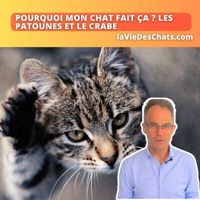 Les patounes et le crabe. Pourquoi mon chat fait ça ? Ep.1 cover