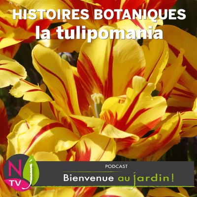 PETITE ET GRANDE HISTOIRE: LA TULIPOMANIA, FOLIE SPÉCULATIVE cover