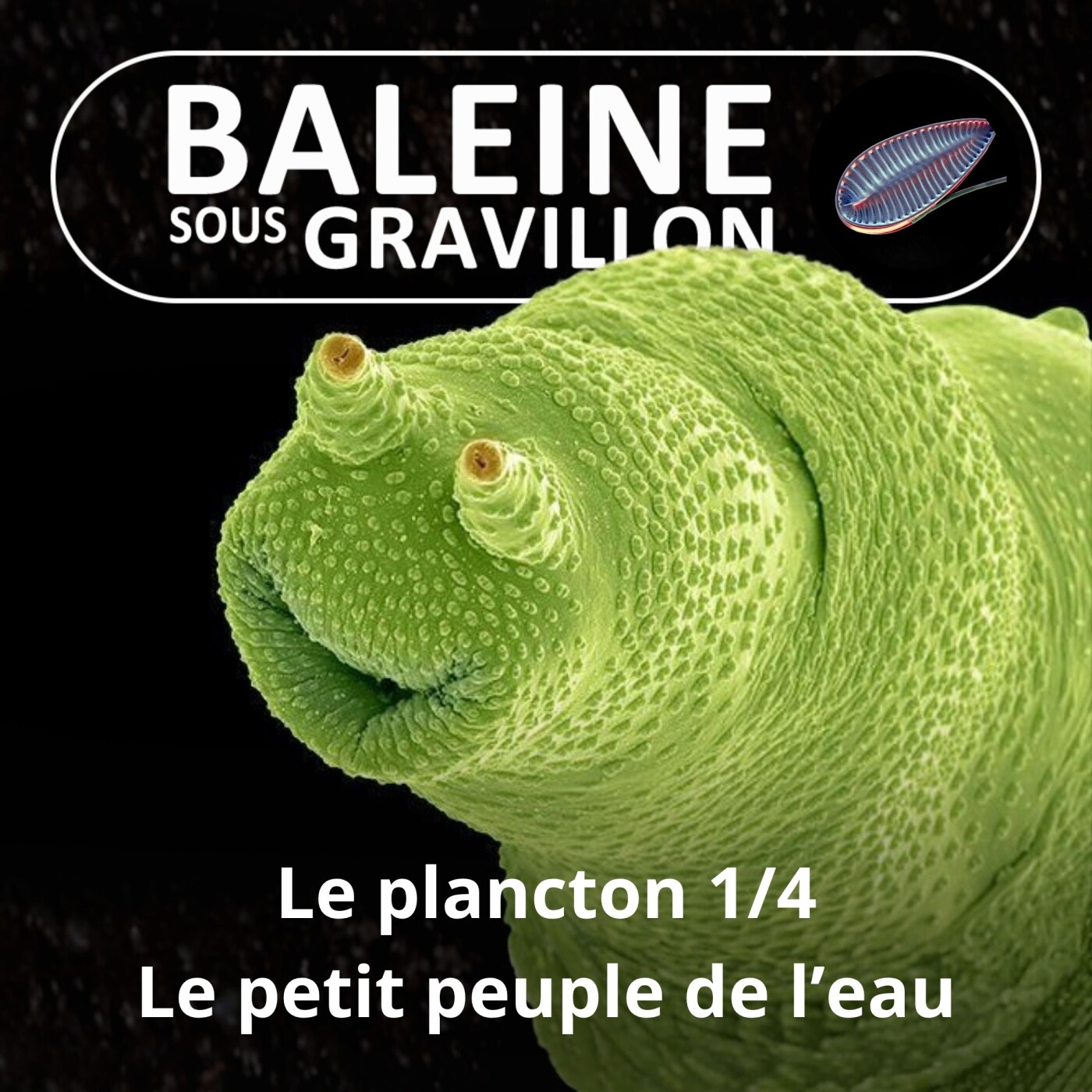 Baleine sous Gravillon