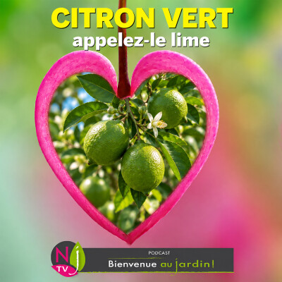 #84: PLANTE COUP DE CŒUR : TOUT SAVOIR SUR LE CITRON VERT (LIME) cover