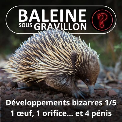 S07E126 Vous avez dit bizarre ? Développement 1/5 : L'Échidné, 1 œuf, 1 orifice... et 4 pénis cover