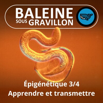 S07E161 Épigénétique, quand le milieu modifie l'expression des gènes 3/4 cover