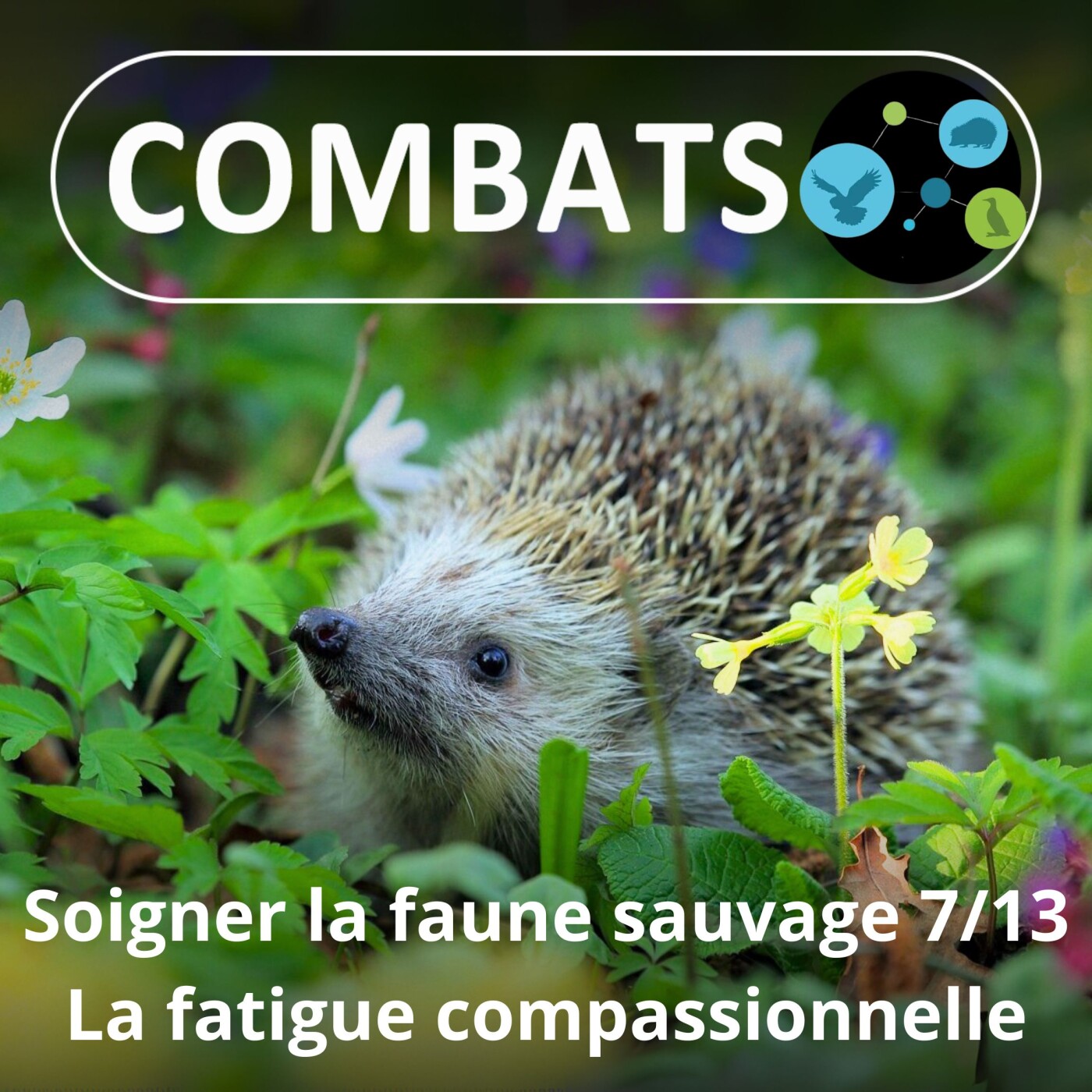 S01E64 Soigner la faune sauvage 7/13 : La fatigue compassionnelle (Manon Tissidre, directrice)