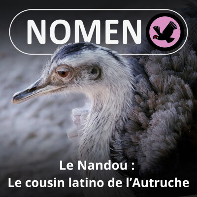 S05E26 Le Nandou : Le cousin latino de l'Autruche cover