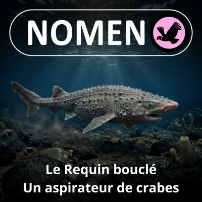 S01E19 Le Requin bouclé : Un aspirateur de crabe recouvert d'épines! cover