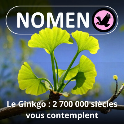 S01E44 Le Ginkgo : un survivant du passé devenu le symbole de la ville de Tokyo cover