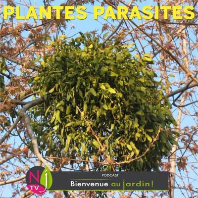 HISTOIRES BOTANIQUESPLANTES PARASITES ET PARASITISME VÉGÉTAL cover