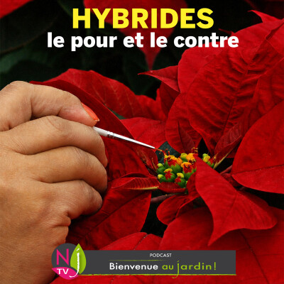 #85: DOSSIER: PLANTES HYBRIDES LE POUR, LE CONTRE cover