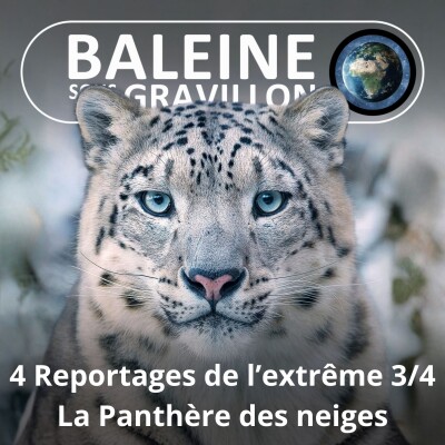 S03E56 Reportages de l'extrême 3/4 : La Panthère des neiges (Olivier Gasselin) cover
