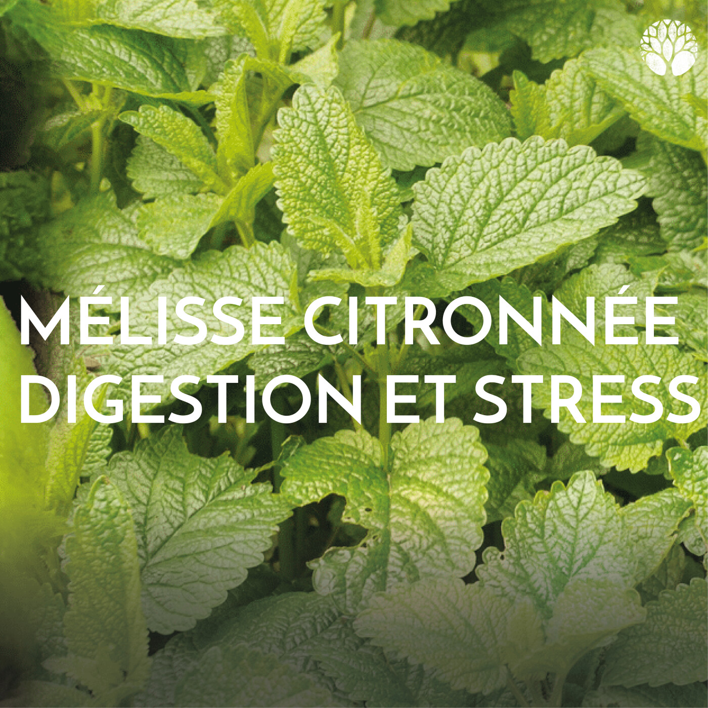 Mélisse citronnée : digestion et stress episode artwork