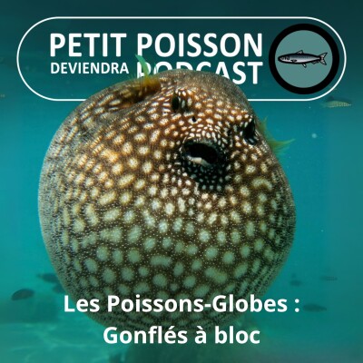 BEST OF D'ÉTÉ #25 : Les Poissons-globes ou -ballons : Si tu me gonfles, je me gonfle cover