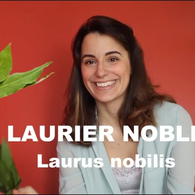 L'huile essentielle de Laurier noble - Laurus Nobilis (et olfaction) cover