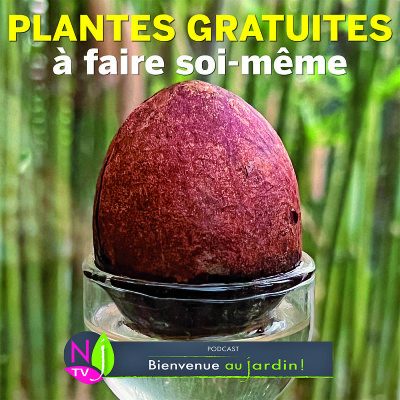 PAROLES D'EXPERTS: PLANTES GRATUITES À FAIRE SOI-MÊME cover