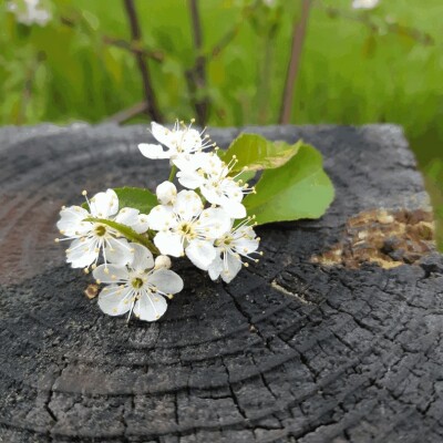 Préférez ce qui est humble ! cover