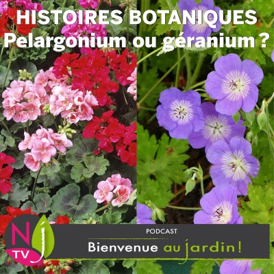 HISTOIRES BOTANIQUES:PELARGONIUM ET GERANIUM UNE CONFUSION BICENTENAIRE cover