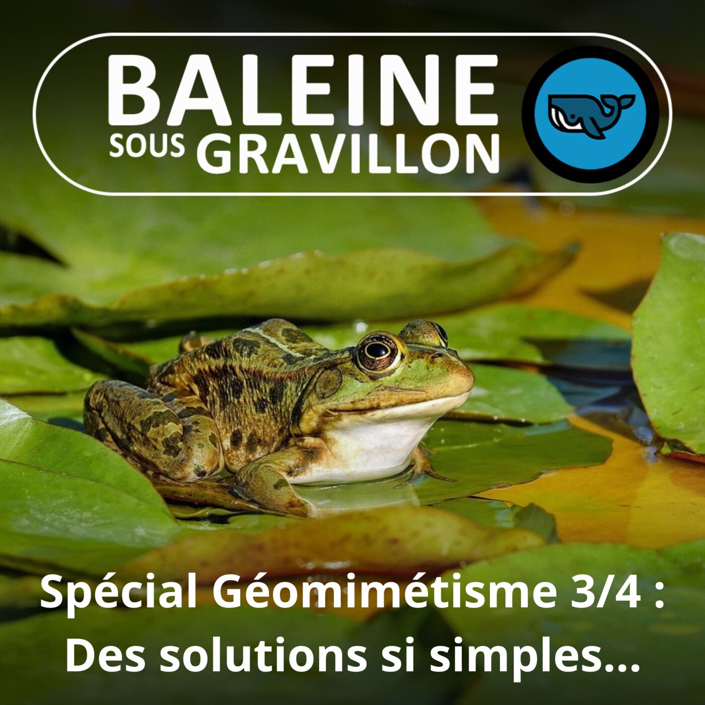 SPÉCIAL Géomimétisme 3/4 : Des solutions si simples... à généraliser (COMBAT)