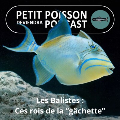 S02E24 Les Balistes : Les rois de la "gâchette" (Tétraodontiformes 4/7) cover
