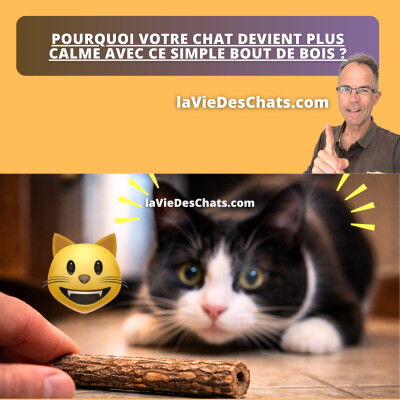 POURQUOI VOTRE CHAT DEVIENT PLUS CALME AVEC CE SIMPLE BOUT DE BOIS ? cover
