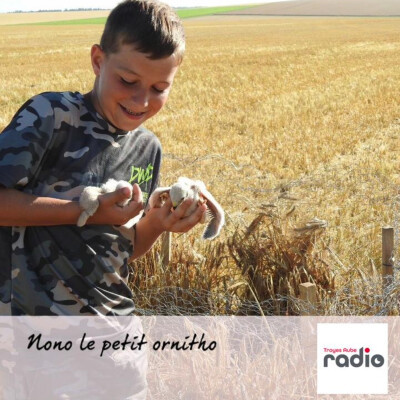 NONO LE PETIT ORNITHO - La corneille noire et le corbeau freux cover