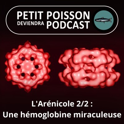 S01E42 L'Arénicole 2/2 : Son hémoglobine miraculeuse pour les greffes, le diabète et tant d'autres usages médicaux... cover