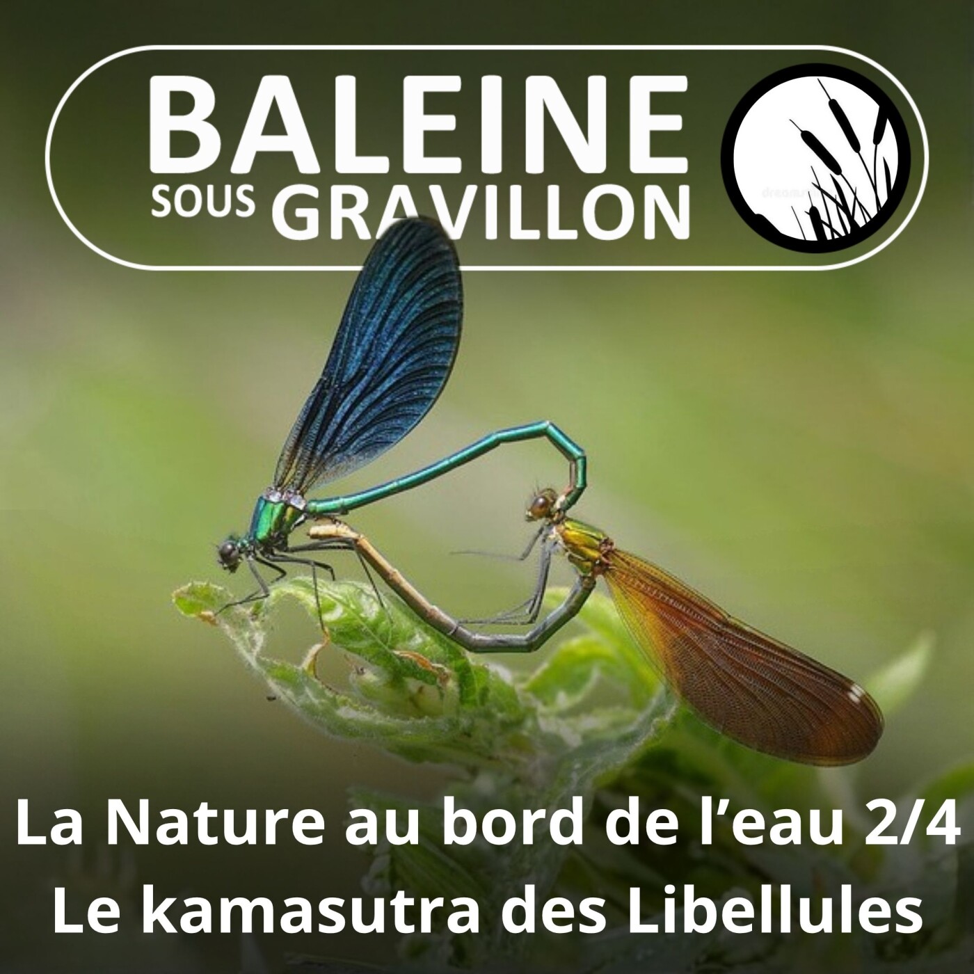S03E101 La Nature au bord de l'eau 2/4 : Le kamasutra des Libellules (Marc Giraud) episode artwork