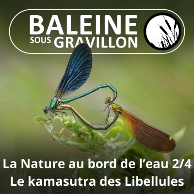 S03E101 La Nature au bord de l'eau 2/4 : Le kamasutra des Libellules (Marc Giraud) cover