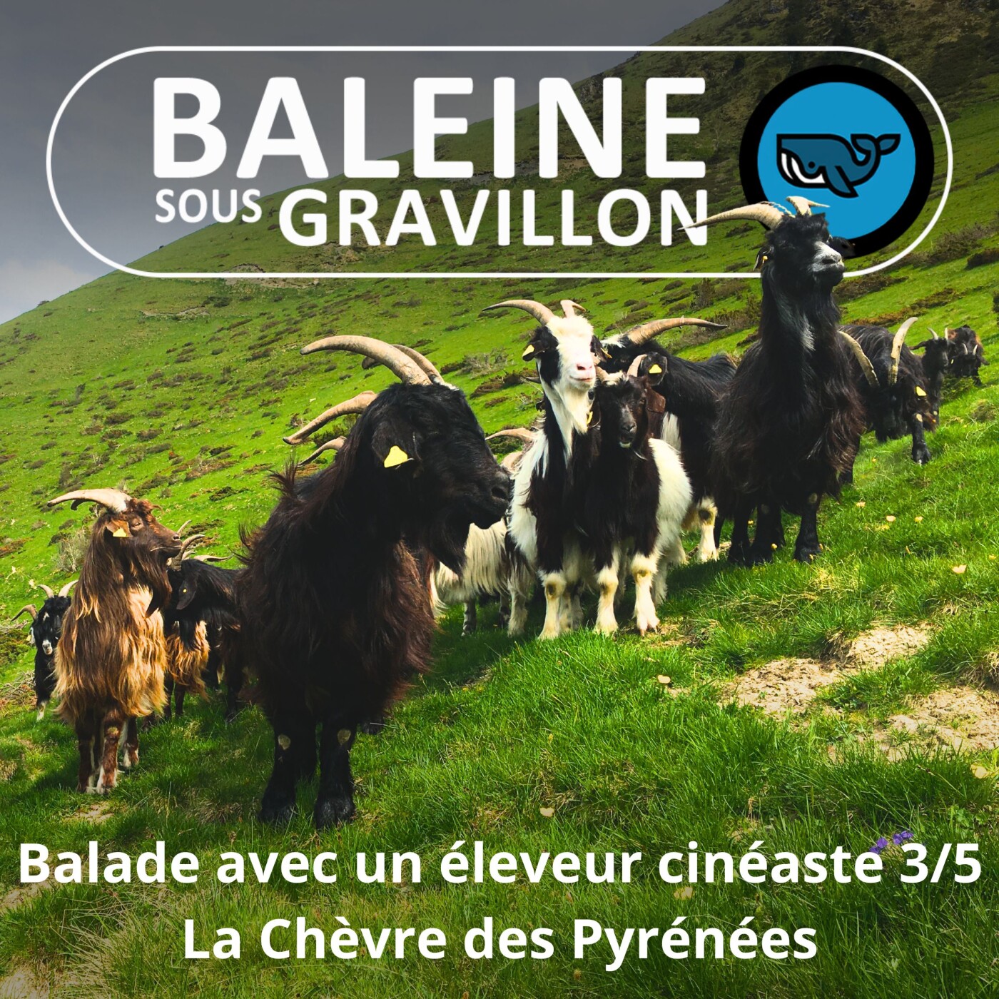 S07E07 Balade avec un éleveur-cinéaste 3/5 : Entre chien et loup (Rémi Dupouy)