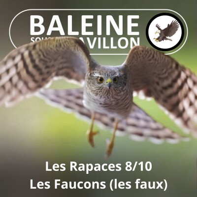 S02E110 Les Rapaces 8/10 : Les Faucons, les "faux" cover