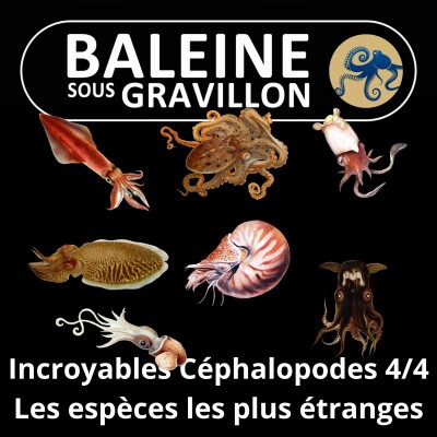 S06E26 Incroyables Céphalopodes 4/4 : Les espèces les plus fabuleuses cover
