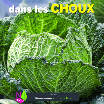 LE DOSSIER: ILS SONT CHOUX LES CHOUX ! cover