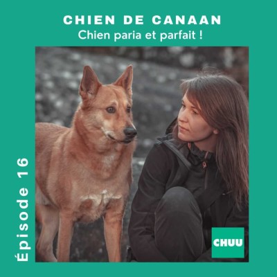 #16 - LE CHIEN DE CANAAN , chien paria et parfait ! cover