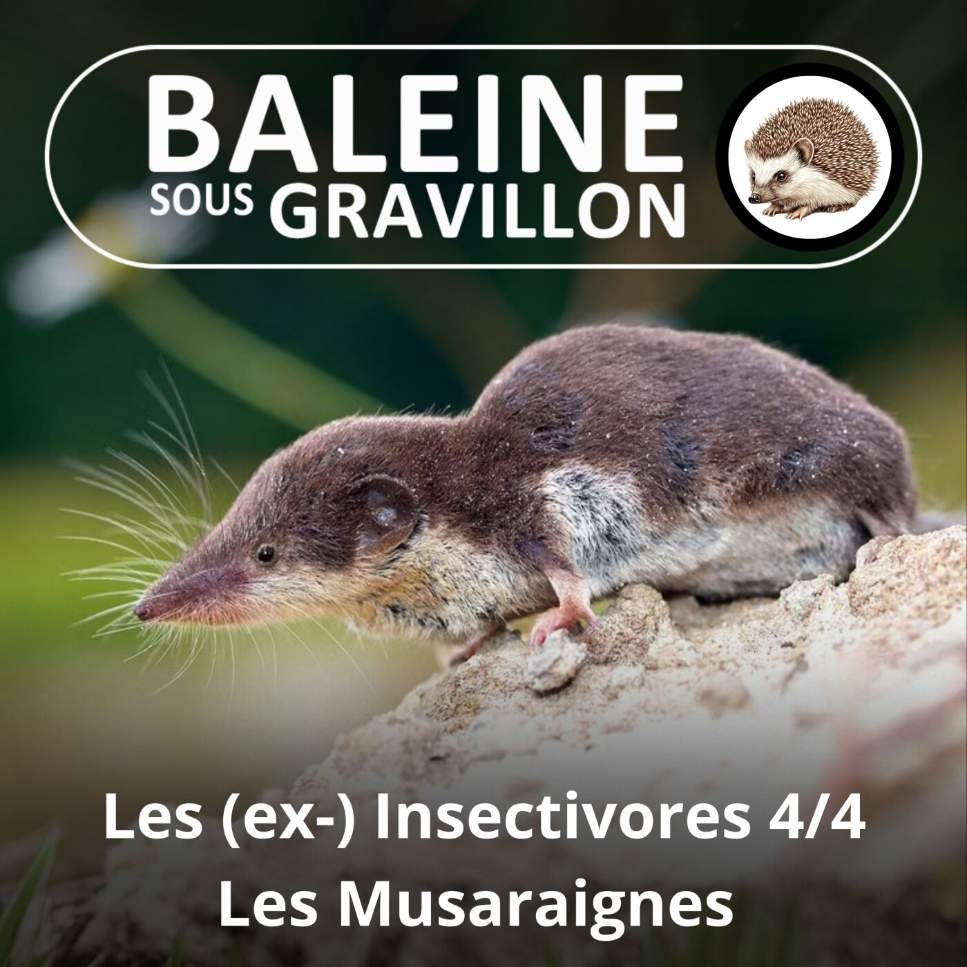 S03E39 Les (ex-) "Insectivores" 4/4 : La Musaraigne, un petit cœur qui bat... à 1400 bpm ! (Hélène Dupuy) episode artwork