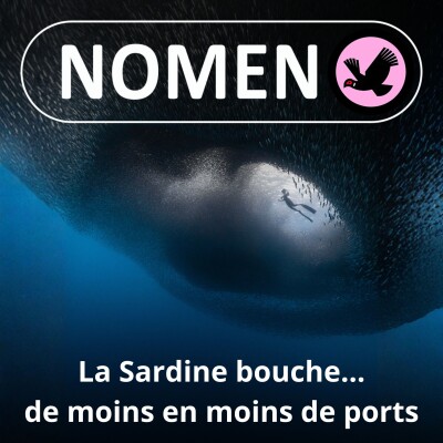 S01E84 Surpêchée, la Sardine ne bouchera plus le port de Marseille cover