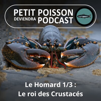 S03E26 Le Homard 1/3 : Le roi des crustacés peut mesurer 1,20m et peser 20 kg ! cover