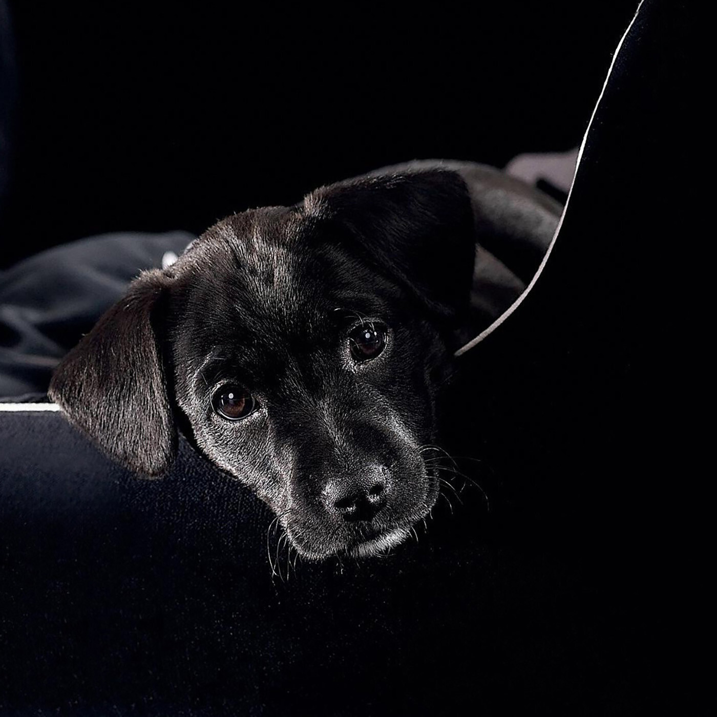 005 - Les chiens noirs!