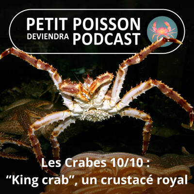 S04E40 Les Crabes : “King crab”, un crustacé royal cover