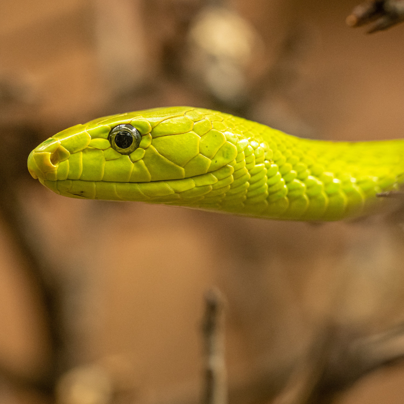 WILD - PODCAST ANIMALIER #0 - TEASER PRESENTATION EMISSION