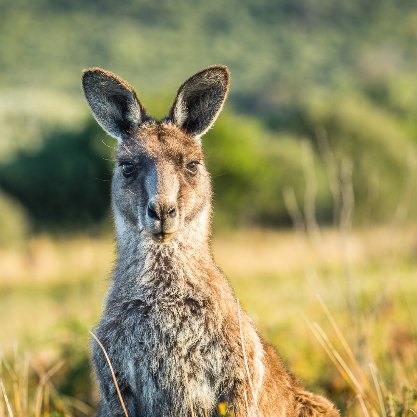 Nouvelle-Zélande et Australie : Voyages au bout du monde avec Antipodes Travel