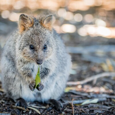 *Australie*- Perth et région, le quokka et les rooftops [#14] cover