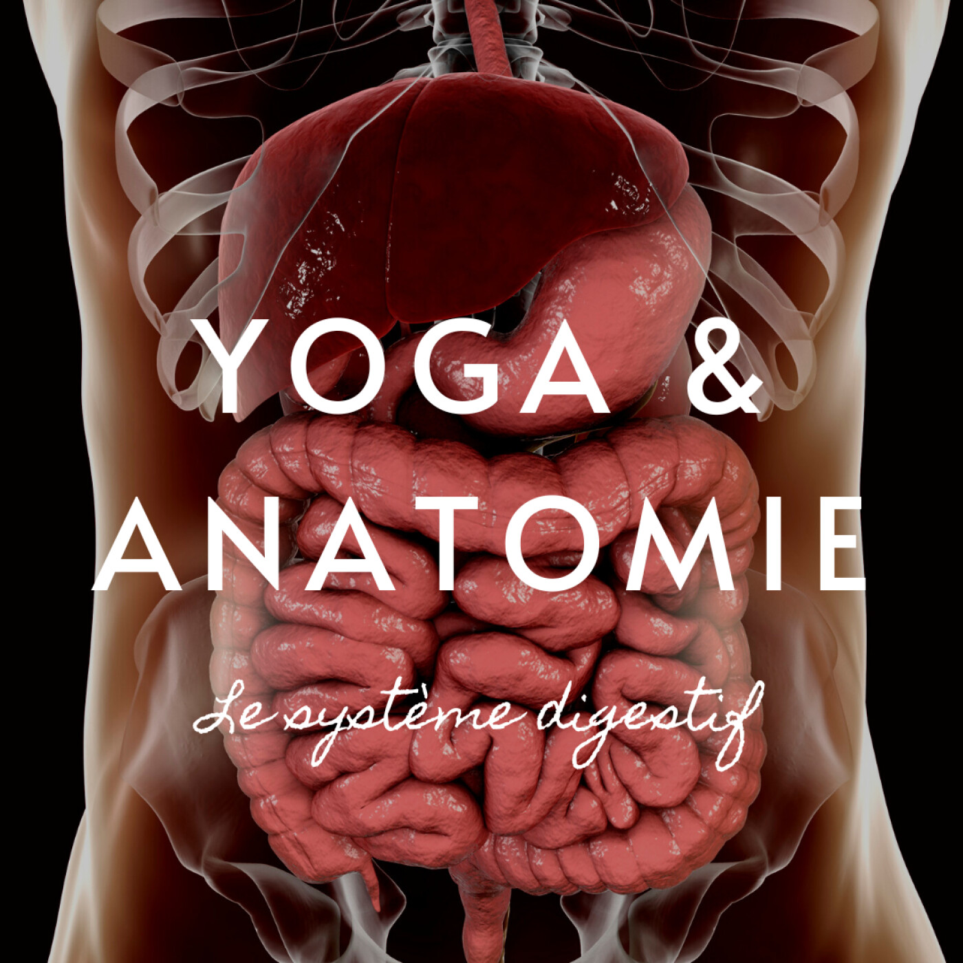 YOGA ET ANATOMIE | LE SYSTÈME DIGESTIF | 10MIN POUR COMPRENDRE LE CORPS HUMAIN