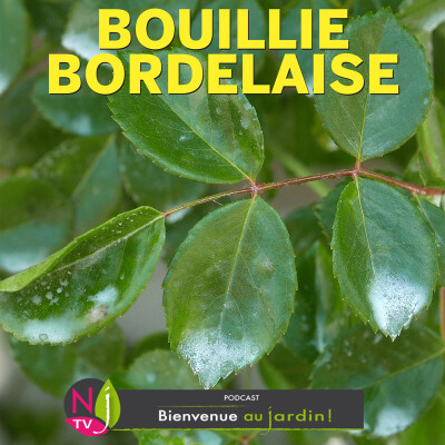 PAROLES D'EXPERTS: TOUT SAVOIR SUR LES BOUILLIES BORDELAISE ET NANTAISE cover