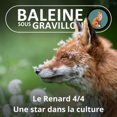 S04E37 Le Renard 4/4 : Du Roman de Renart à Zorro, une star dans la culture (Pierre Rigaux) cover